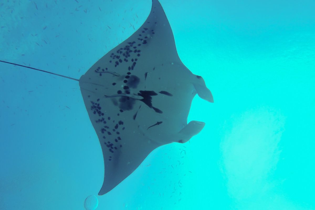 ▲行政院海洋委員會公告修正「海洋保育類野生動物名錄」，鯨鯊及鬼蝠魟屬正式列為瀕臨絕種第1級保育類野生動物。（圖／新北市動保處提供）