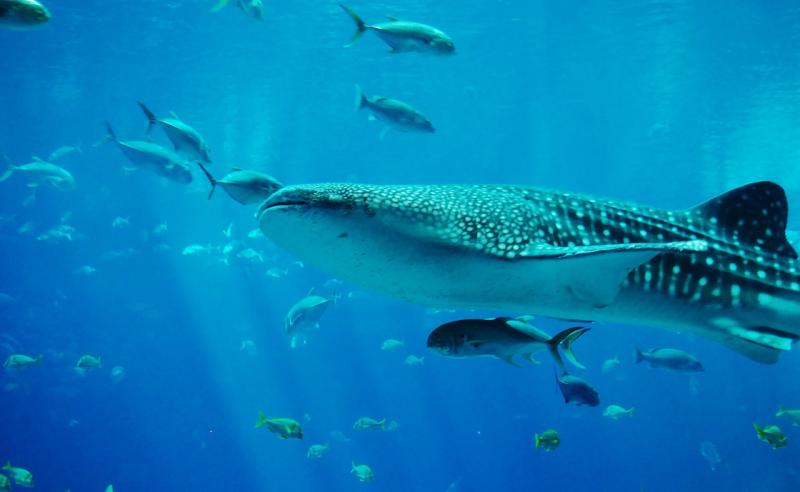 ▲行政院海洋委員會公告修正「海洋保育類野生動物名錄」,鯨鯊及鬼蝠魟屬正式列為瀕臨絕種第1級保育類野生動物。(圖/新北市動保處提供)