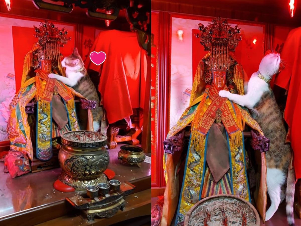 ▲貓咪跳上神桌跟媽祖婆「講悄悄話」（圖／網友李呈翰授權提供）