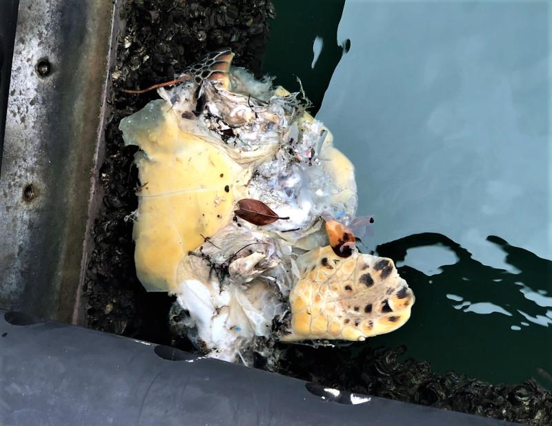 ▲馬公亞果遊艇碼頭內發現了1隻「肢體破碎」的死亡海龜，海巡安檢人員獲報後，立即通報澎湖縣農漁局派員到場協助處理善後。（圖／海巡署提供）