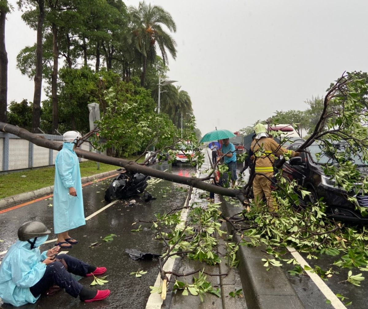 ▲台灣中油公司潤滑油事業部廠內樹木倒塌砸到用路人。(圖／記者黃守作翻攝)