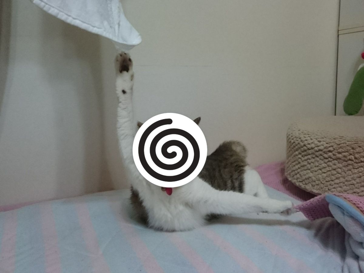 ▲白底虎斑貓的兩爪恰巧都被勾住，變成奇怪的姿勢（圖／twitter@27knina）