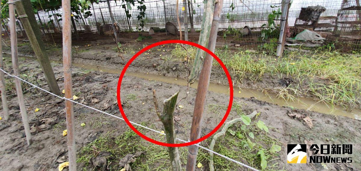 ▲埔鹽鄉角樹村張姓農民種有2.3分地大的絲瓜園，瓜園內的70株瓜藤竟全遭砍斷。（圖／記者陳雅芳攝，2020.06.09）