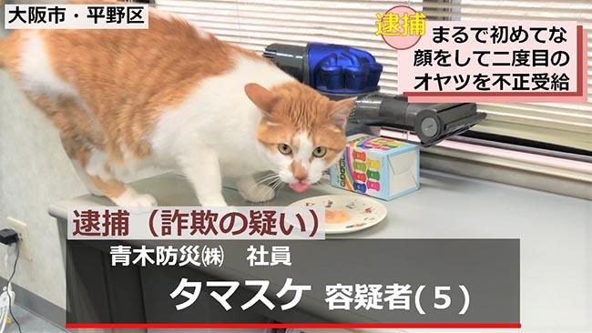 ▲Tamaske被揪出不法之事(圖/Twitter@aokibosai)