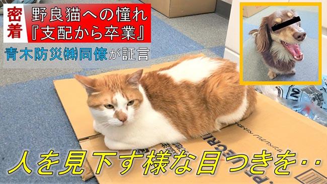 ▲訪問同事狗狗的證詞(圖/Twitter@aokibosai)
