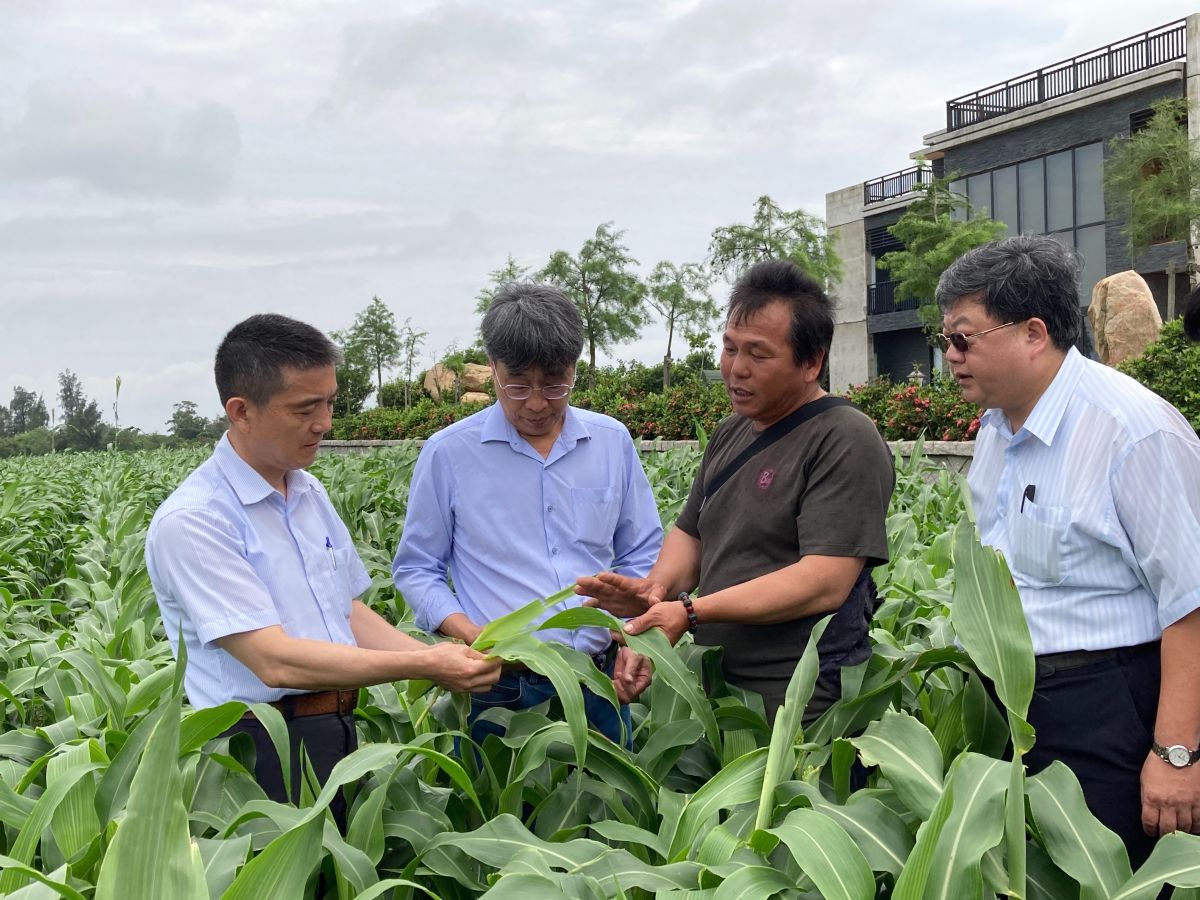 ▲農業委員會副主委陳駿季抵金視察秋行軍蟲防治。(圖/金門建設處提供)