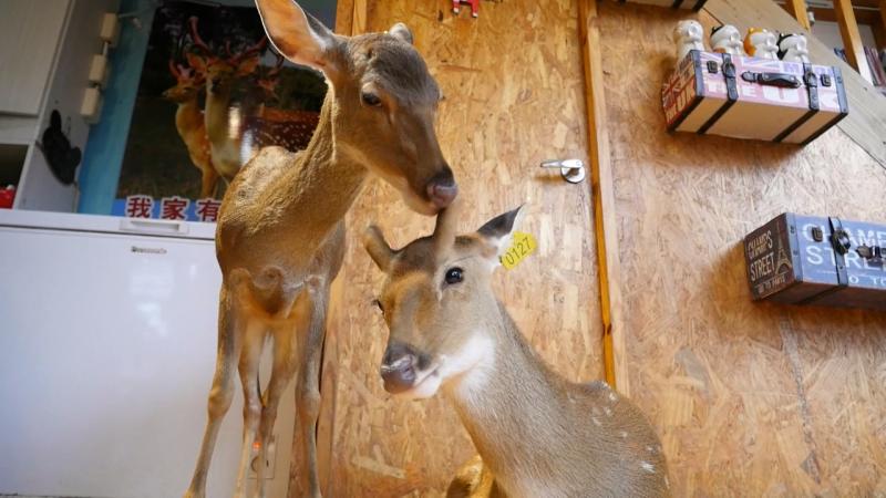 ▲兩頭暱稱「小九子」和「王子麵」的小梅花鹿,已成為咖啡店的活招牌。(圖/記者蔡若喬攝)
