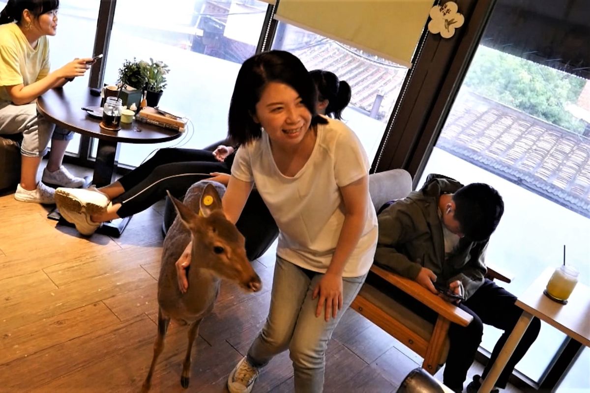 ▲小梅花鹿成為當紅迎賓，擄獲許多少女的心。(圖/記者蔡若喬攝)