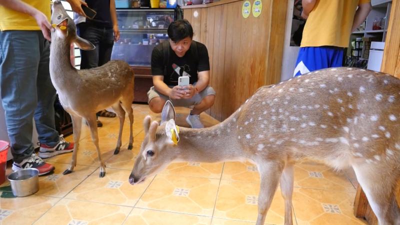 ▲小梅花鹿吸引不少遊客專程上門拍照打卡。(圖/記者蔡若喬攝)