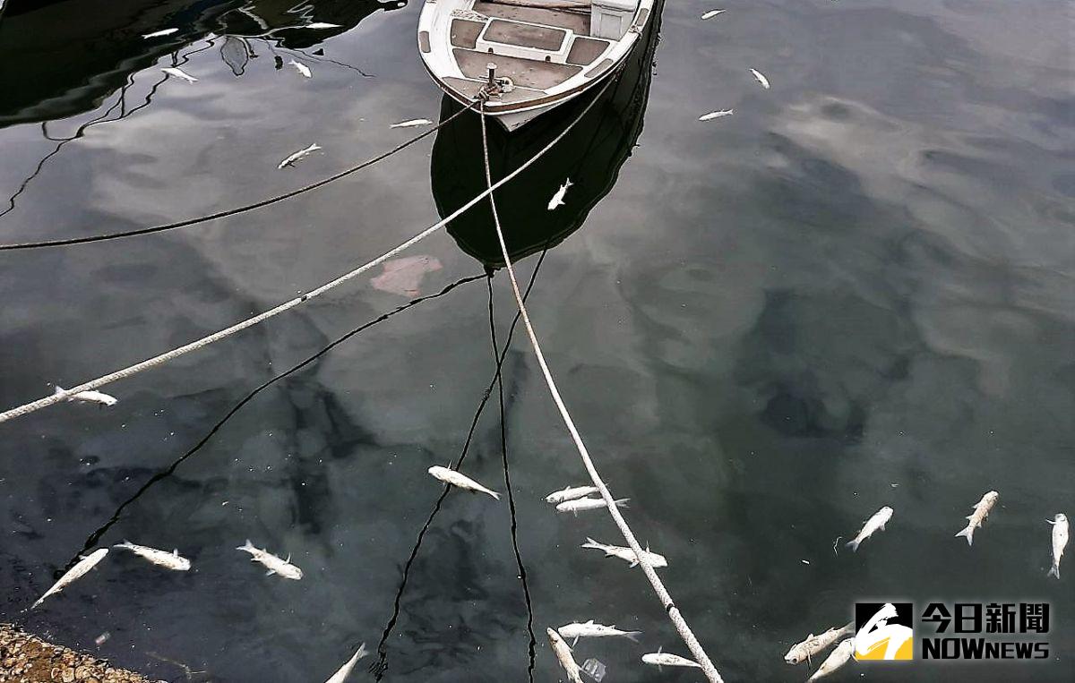 ▲澎湖馬公第三漁港突然傳出有大約500尾烏魚暴斃死亡，翻白肚的魚屍散布在港區之內相當怵目驚心，而且死亡的都是單一物種「烏魚」。（圖／記者張塵攝，2020.06.11）