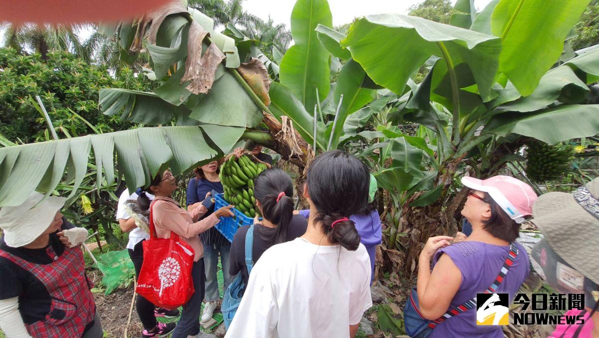 ▲臺灣圓愛全人關懷協會帶領「創路學園」學員參訪彰化榮家，師生穿梭在農地中認識各式蔬果，體驗一日農夫。（圖／記者陳雅芳攝，2020.06.12）