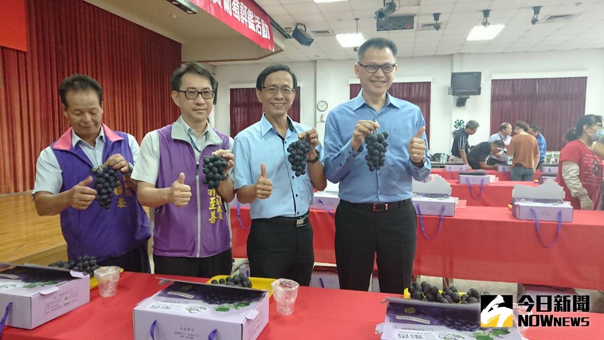 ▲埔心鄉農會舉辦優質葡萄評鑑，葡萄果農帶著自家葡萄到現場，讓評審品頭論足，葡萄評鑑的評分專加依據「三頭四度」做標準。（圖／記者陳雅芳攝，2020.06.12）