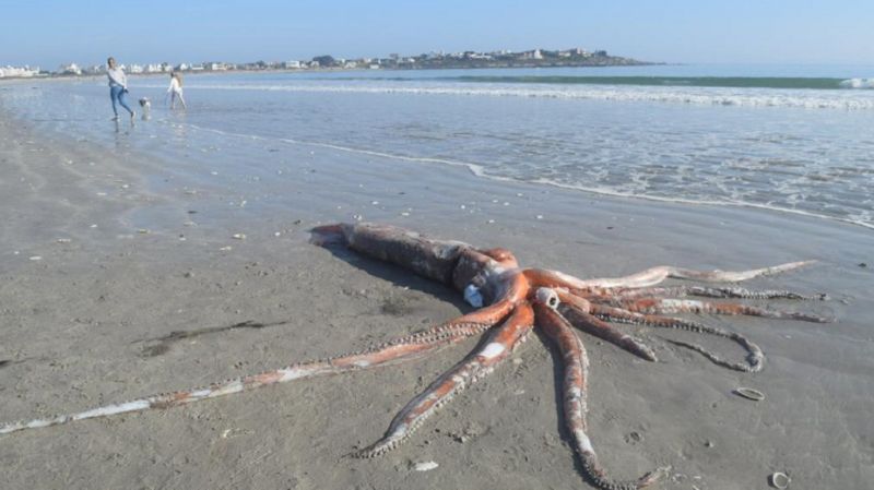 ▲日前南非沙灘發現 4 公尺的大王烏賊遺骸。（圖／翻攝推特）