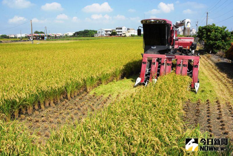 ▲引用濁水溪灌溉的水稻，植株生長勢強健、稻穗飽滿。（圖／記者陳雅芳攝，2020.06.13）