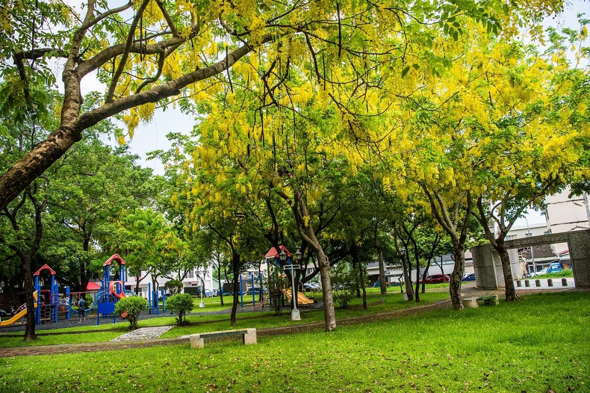 ▲金黃燦爛的阿勃勒在公園中盛開。〔圖／嘉市府提供2020.06.14〕