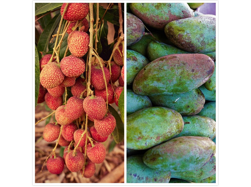 ▲有網友在 PTT 詢問大家「芒果和荔枝誰才是水果霸主？」掀起討論。（圖／取自pixabay）