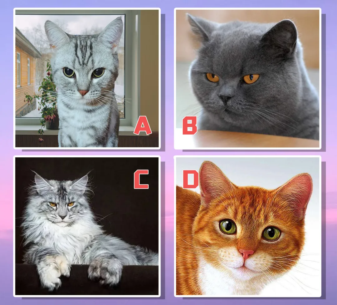 ▲直覺選出最喜歡的一隻貓，秒測你的性格缺陷。（圖／翻攝自蓋婭星球）