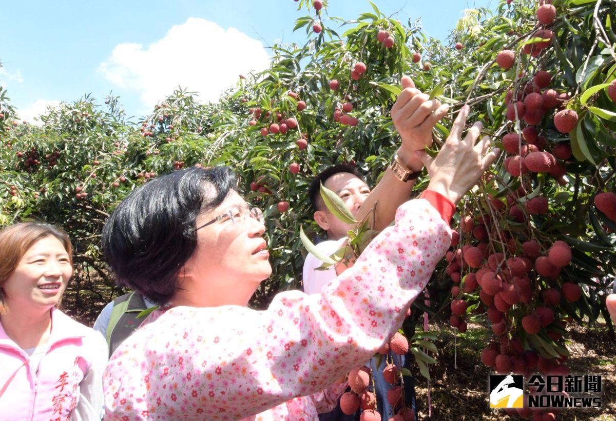 ▲彰化縣長王惠美充當「貴妃荔枝」行銷大使，盛讚黑葉荔枝擁有特殊香氣、甜度高，口感更是Q彈結實。（圖／記者陳雅芳攝，2020.06.16）