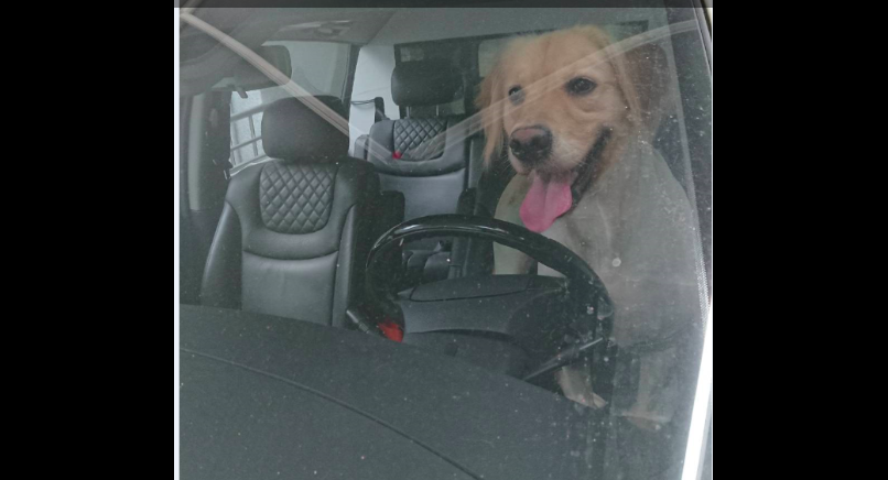 ▲北市動保處明定不能讓犬、貓單獨留在車內，以免發生危險。（圖／北市動保處提供）