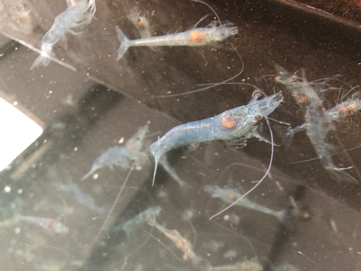 ▲正常蝦隻肝胰腺明顯，活力旺盛。（圖／記者陳聖璋翻攝）