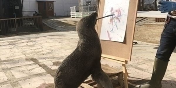 ▲動物親筆畫作(猴子、海狗、山羊親自下筆發揮)(圖/campfire@ノースサファリサッポロ)