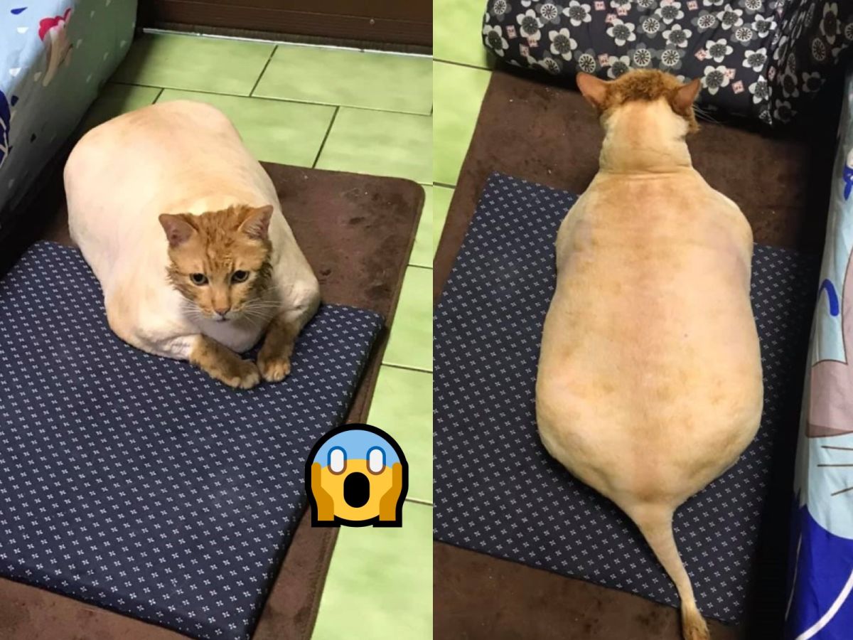 媽回家發現橘貓兒子被剃毛　網笑：胖得很扎實！
