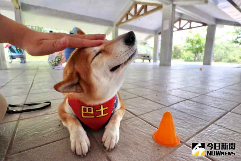 ▲透過各種活動，讓飼主與寵物間的感情增溫。（圖／記者陳致宇攝）