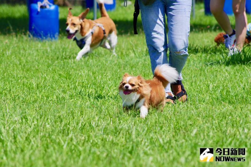 ▲行程規畫園遊會、夏令營等趣味競賽，飼主們參加相當踴躍。（圖／記者陳致宇攝）