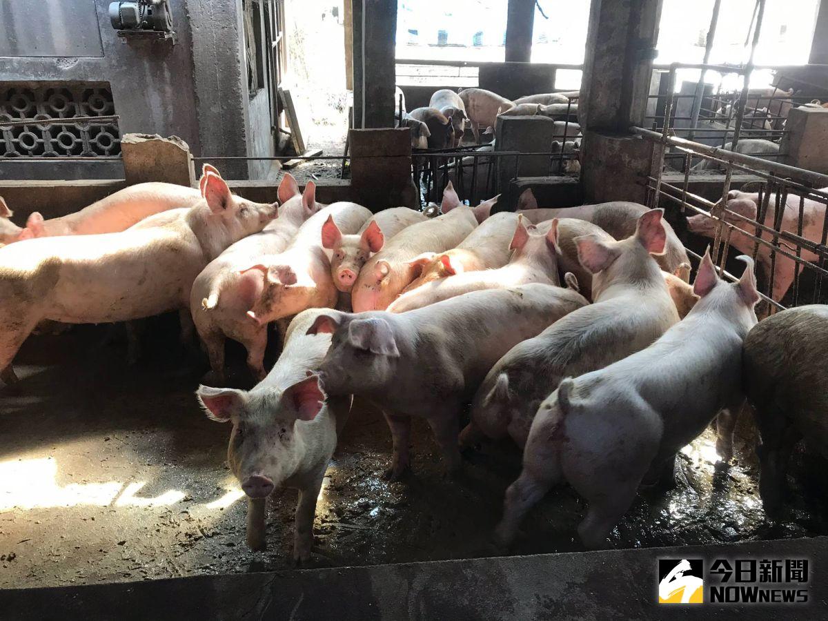 ▲台灣口蹄疫拔針成功，金門還要再等3年。（金門縣政府提供）