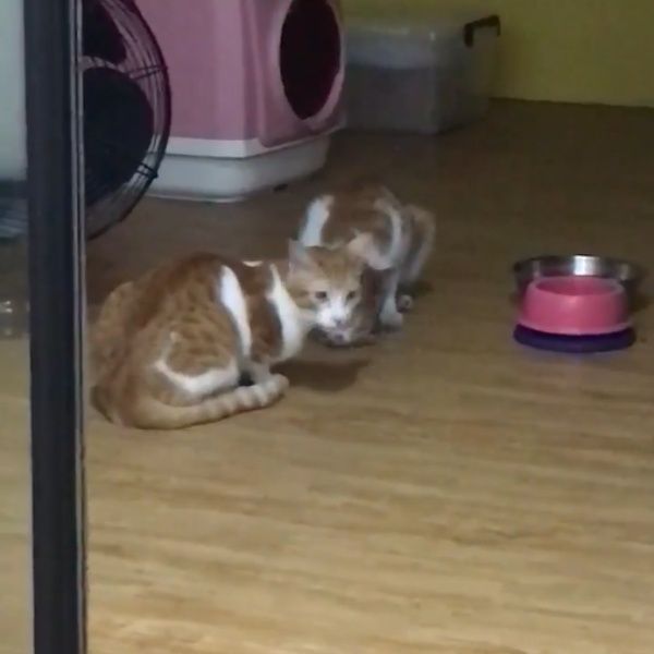 ▲奴、奴才……救救朕的肉肉啊……(圖/網友雨落授權提供)