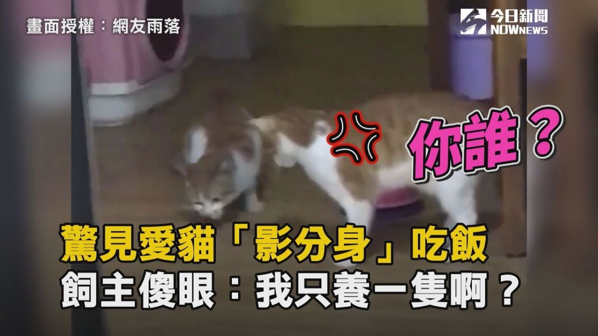 ▲飼主明明只養了一隻貓，卻看到兩隻長相、花紋相似的貓一起在吃飯。（圖／網友雨落授權提供）