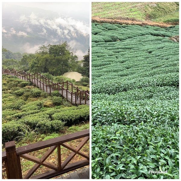 ▲有小長城之稱的太泰興岩觀景台與沿途美麗的茶園。(圖／記者陳惲朋攝編)