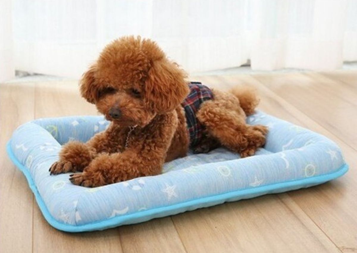 ▲樂天市場強打8款涼感商品 跟燥熱說BYEBYE。（圖/公關照片）