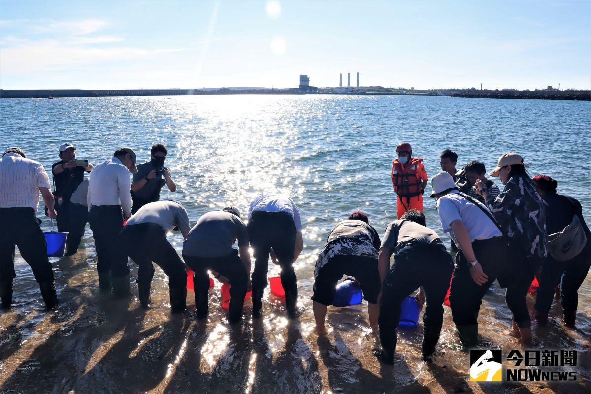 ▲台電公司擴大辦理「向海致敬」豐育資源放流活動，台電董事長楊偉甫等人，在龍門附近海域放流點石鯛5000尾、條石鯛種苗15000尾和象牙鳳螺37000顆。（圖／記者張塵攝，2020.06.18）