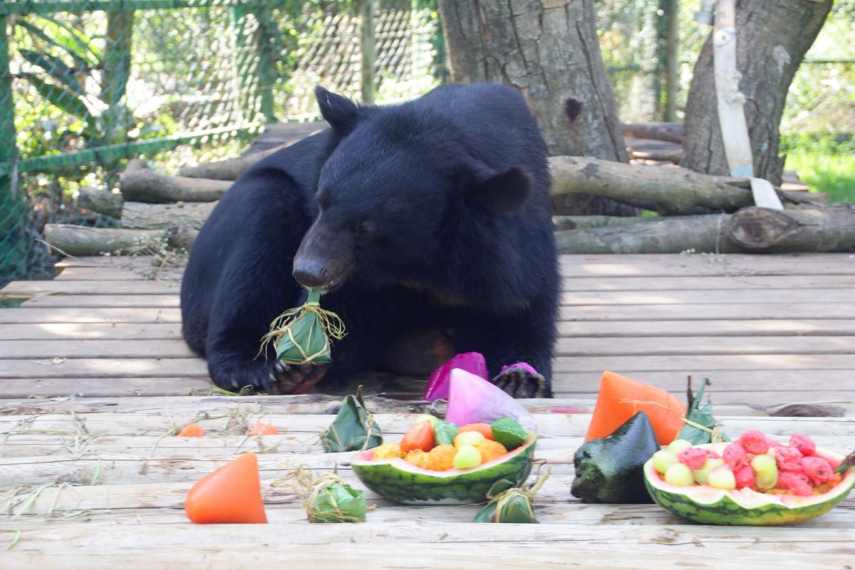 ▲包有南瓜泥、地瓜泥內餡的粽子，以西瓜為基底的超澎派水果、加上冰粽組合，讓台灣黑熊大快朵頤。（圖/記者金祐妤翻攝,109.6.19）