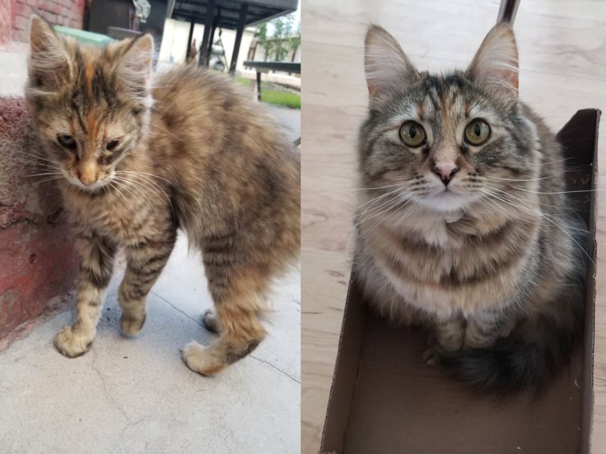 ▲莉絲剛被救援時，與現在的模樣差異很大（圖／IG@torbiereese）