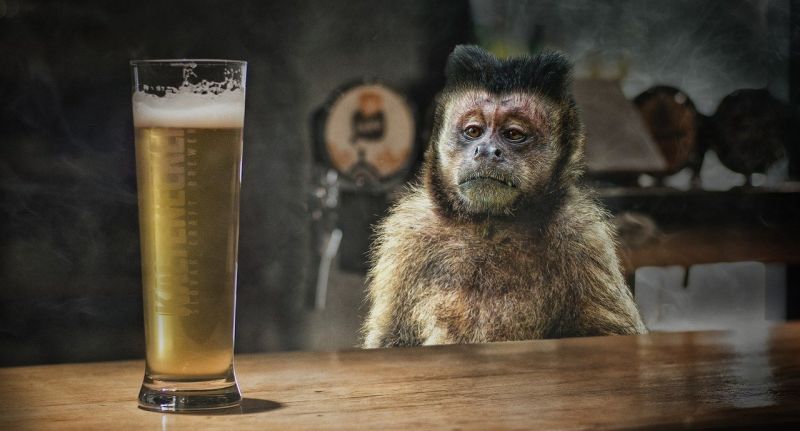 ▲印度一隻酒癮發作的猴子遭到終身隔離。（圖／取自 Pixabay）