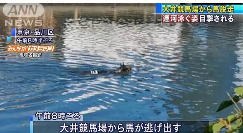 ▲從馬場逃跑的馬，掉進了水裡。（圖／翻攝自 ANN ）