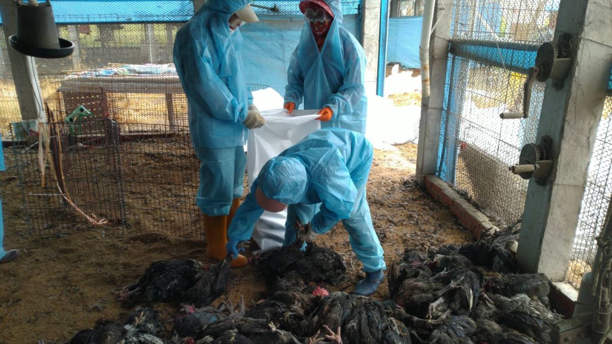 ▲大城鄉1土雞場確診為H5N5亞型高病原性禽流感，彰化縣動物防疫所完成撲殺清場消毒工作。（圖／記者陳雅芳翻攝，2020.06.21）