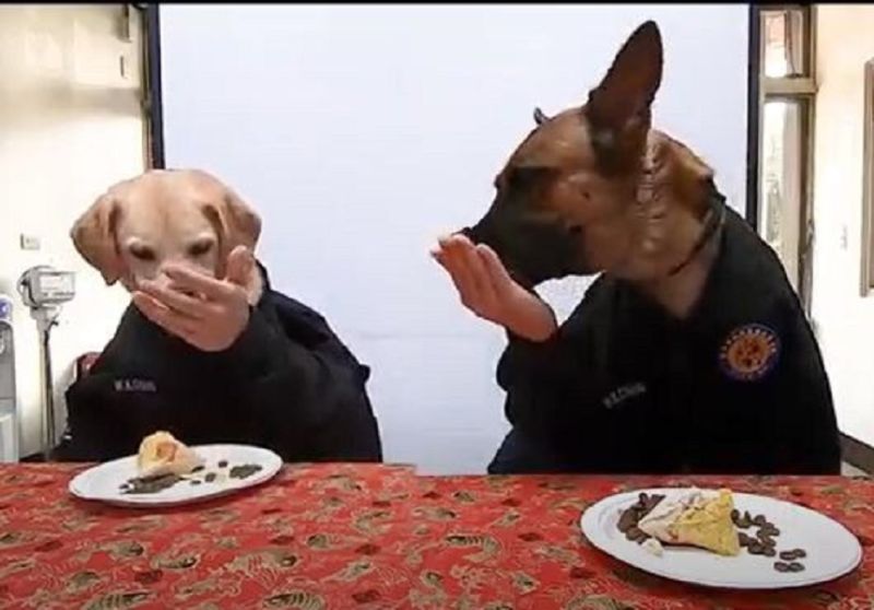 ▲台中市警察局警犬隊將狗食做成粽子犒賞警犬,並拍成搞笑影片分享(圖/