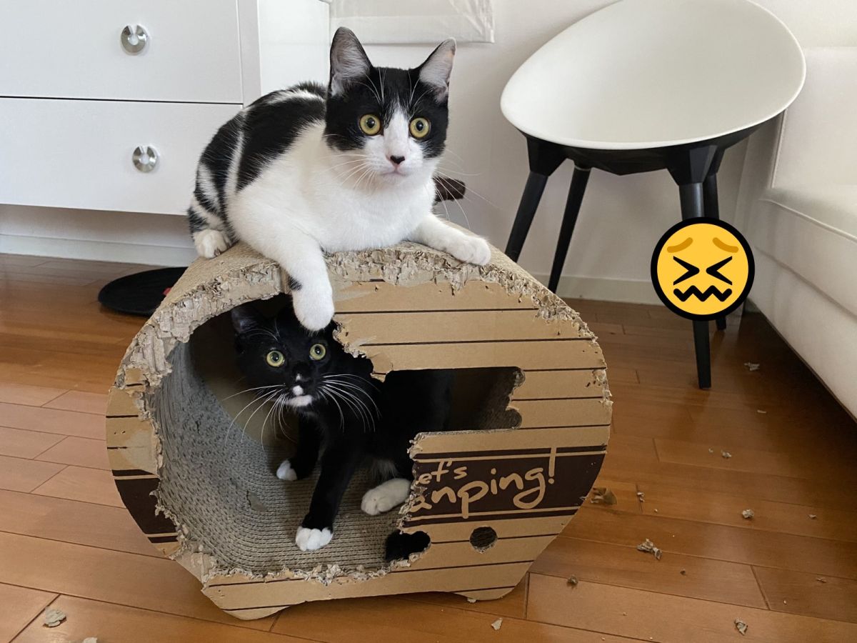 ▲兩隻黑白貓合力拆屋（圖／twitter@fuji_ayako）