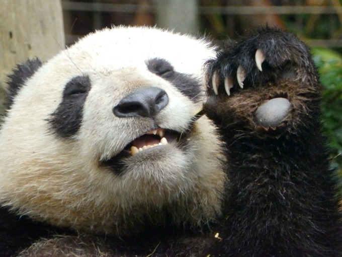 大熊貓的利爪　加國記者出書揭露中國滲透
