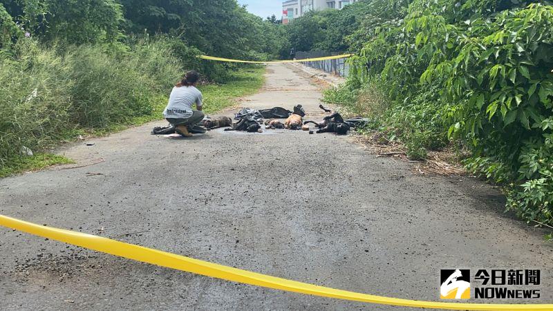 ▲芳苑派出所接獲報案,芳苑鄉三合村立信街被發現一排死亡流浪狗陳屍。(圖/記者陳雅芳攝,2020.06.25)