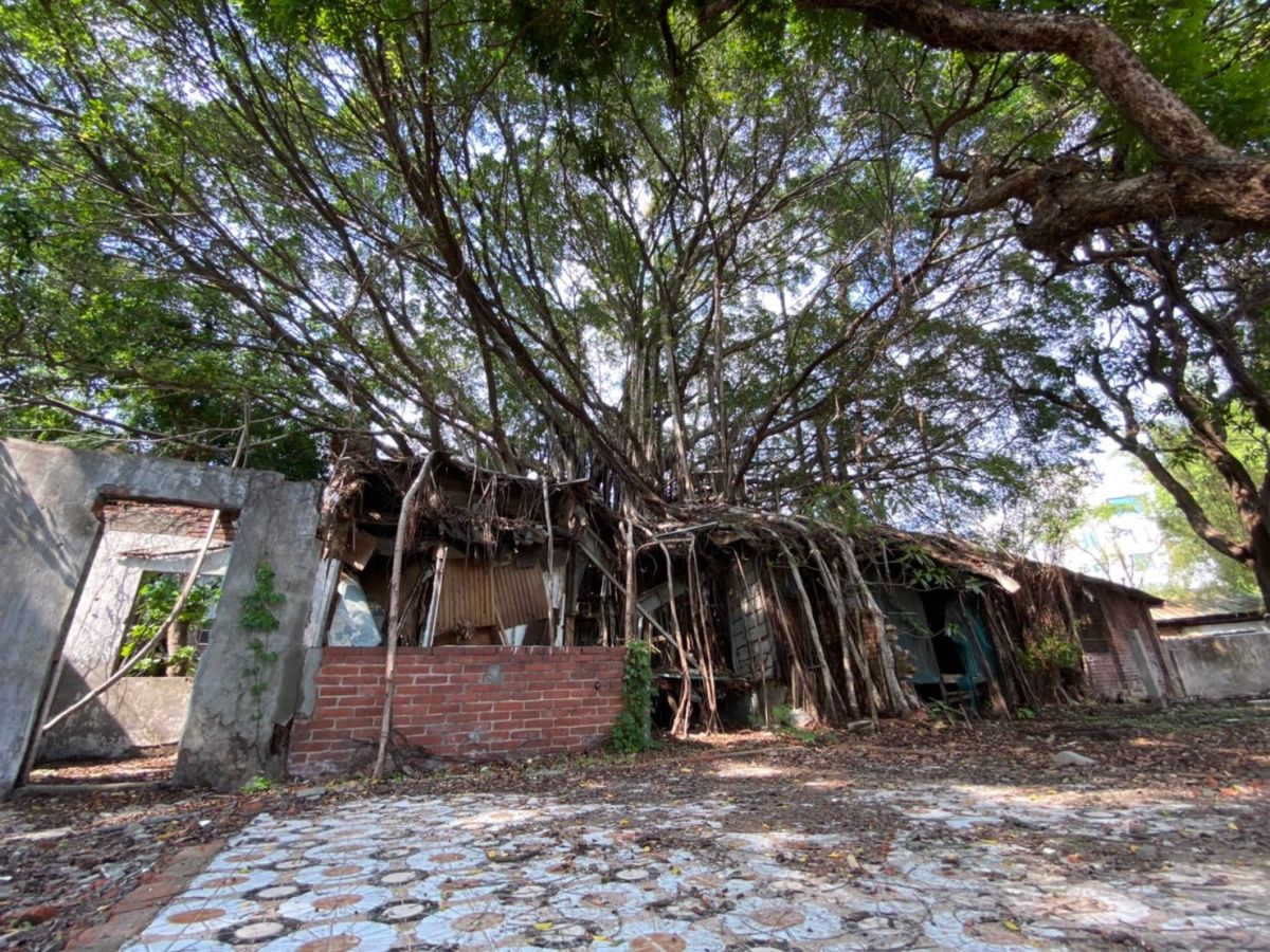 ▲台中刑務所官舍群的1棟木造官舍被老榕樹纏繞侵入，意外形成「樹包屋」特色景觀。(圖／文化局提供2020.6.26)