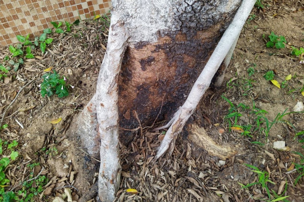 ▲樹幹基部黃褐色或黑褐色的菌絲面，是林木罹患褐根病的明顯病徵。(圖/金門縣林務所提供)