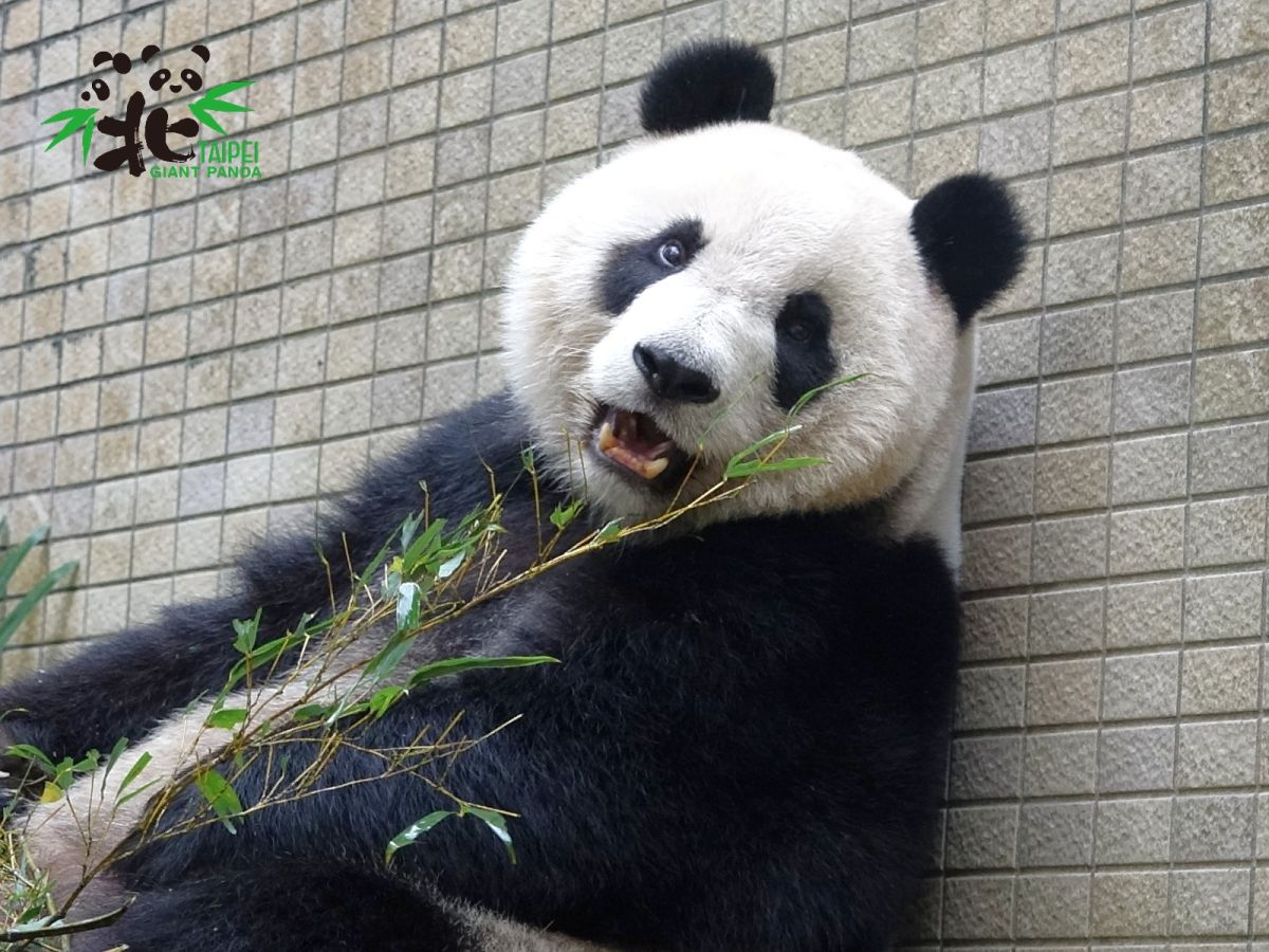 ▲剛過七歲生日的圓仔，今天升格當姊姊了。（圖／翻攝自台北市立動物園粉專）
