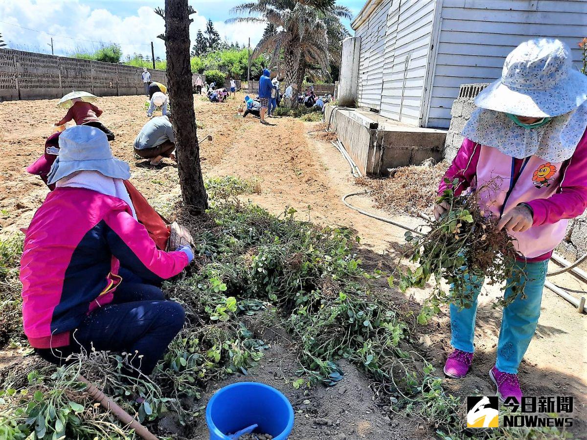 ▲「白膜花生」農業體驗營活動在西嶼竹灣花生田區舉辦，200組親子一起體驗澎湖先民剝土豆和掘土豆的辛勞。（圖／記者張塵攝，2020.06.28）