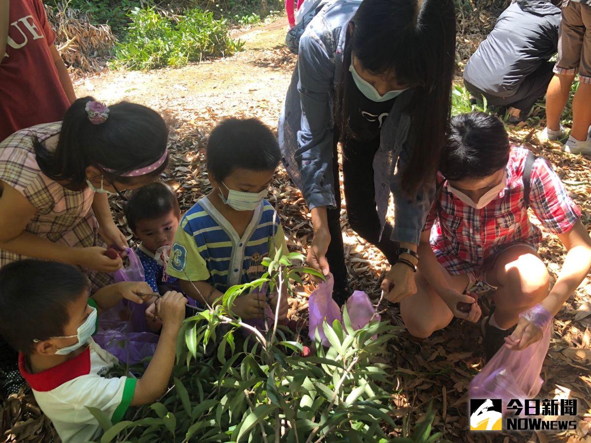 ▲芬園鄉古早雞休閒農場舉行「芬園在地農場體驗」活動，到荔枝園內摘荔枝，享受現採現剝品嚐的樂趣。（圖／記者陳雅芳攝，2020.06.28）