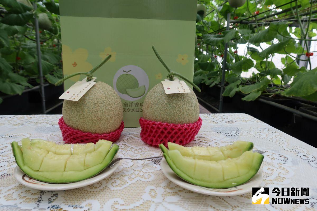 ▲福興鄉青農陳照委種植台南13號洋香瓜，質地綿密，飽滿香甜，不輸給日本網式洋香瓜，果肉翠綠色的，讓人看了口水直流。（圖／記者陳雅芳攝）