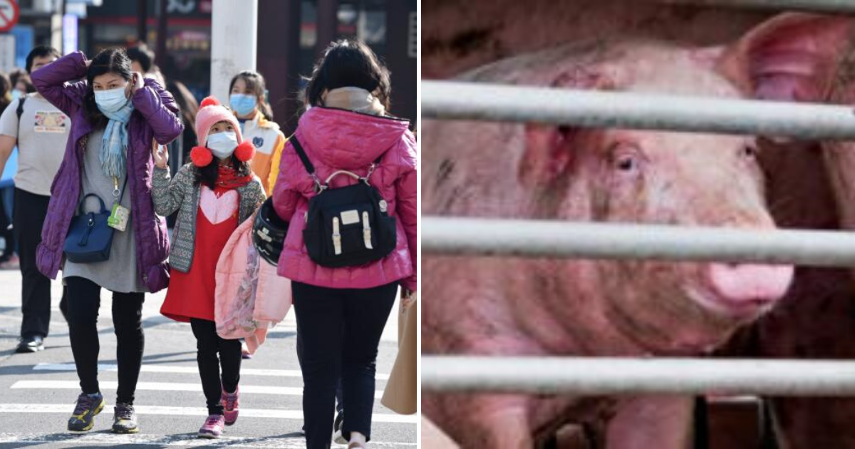 ▲英國廣播公司《 BBC 》今（ 30 ）日報導指出，中國大陸再發現具有爆發大流行潛力的新流感病毒，病毒來自豬隻，可能傳染人類，消息一出立刻引發台灣網友高度熱議。（合成圖／ NOWnews 資料照、 BBC ）